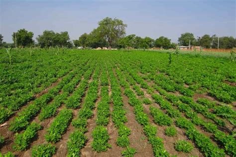 Ways Groundnut Farming Can Make You Rich in Short Time