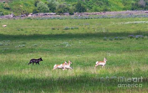 The Wolf and the Pronghorn Photograph by Carolyn Fox | Fine Art America