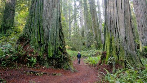 Jedediah Smith Redwoods State Park