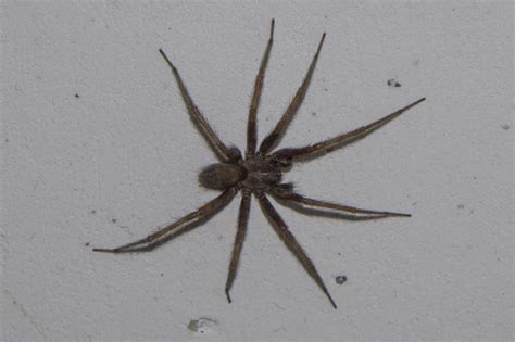 Barn Funnel Weaver (Tegenaria domestica) - Facts, Identification ...