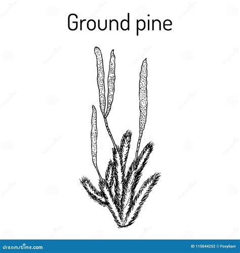 Ground Pine Lycopodium Clavatum , or Common Club Moss, Medicinal Plant Stock Vector ...