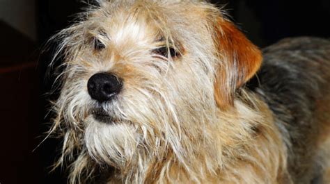 The Benji Dog Breed: Characteristics, History, and Care Tips - Dogsintl