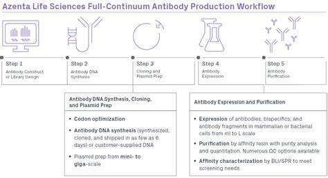 Monoclonal Antibody Production: Hybridoma vs. Recombinant | Azenta Life Sciences