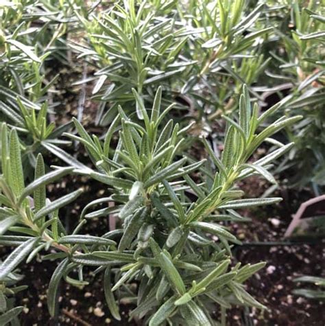 Rosemary- ‘ARP’ (plant) - Seeds2Plate