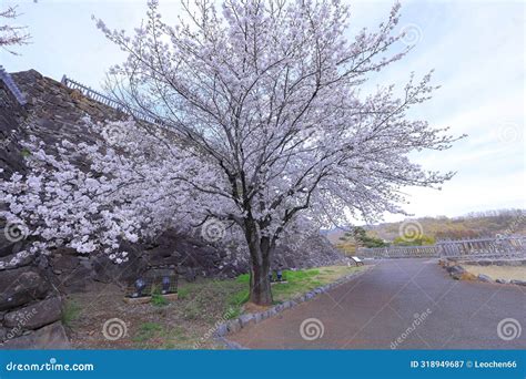 Maizuru Castle Park with Cherry Blossoms at Marunouchi, Kofu, Stock ...