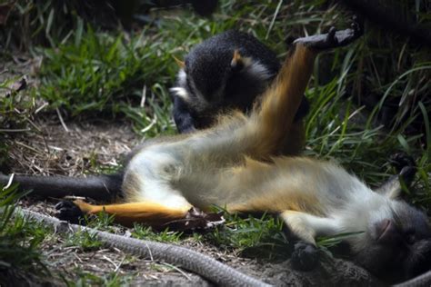 Monkey Grooming Free Stock Photo - Public Domain Pictures