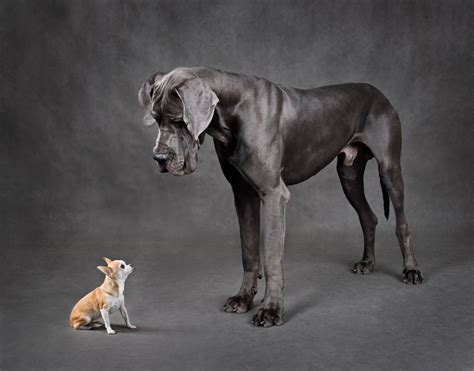 Tea Cup Chihuahua Trying to Nap on Great Dane Is Priceless - Parade Pets