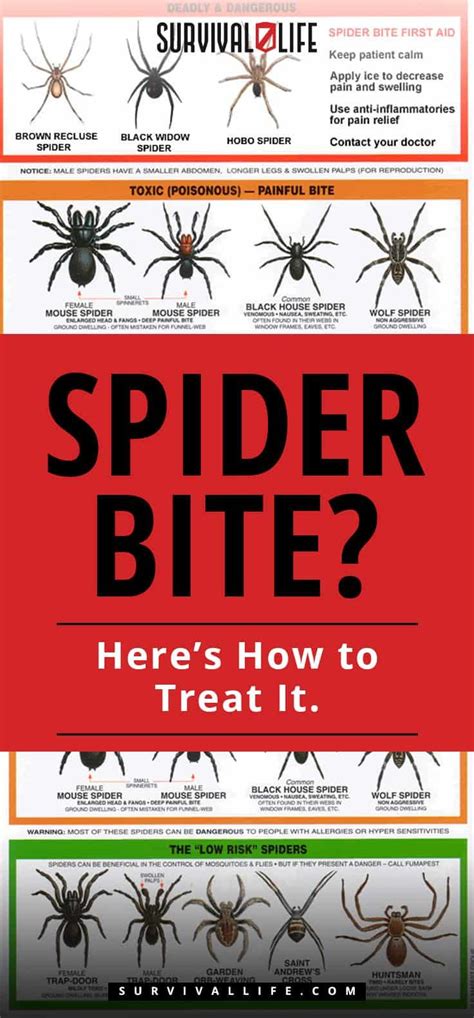 Amelia Moore Buzz: Funnel Web Spider Bite Treatment