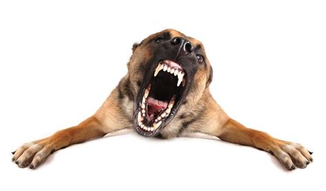 The Science Behind Aggression in Dogs (An Evidence-based Look)