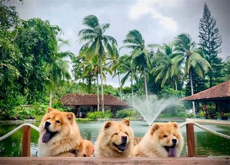 10 Best Pet-Friendly Resorts in BATANGAS in 2024 (For Fur Babies ...