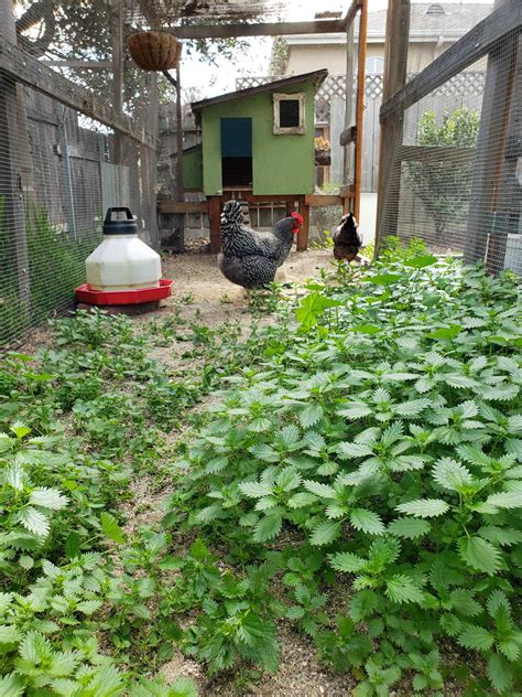 How to Make Stinging Nettle Fertilizer Tea to Feed Plants ~ Homestead and Chill