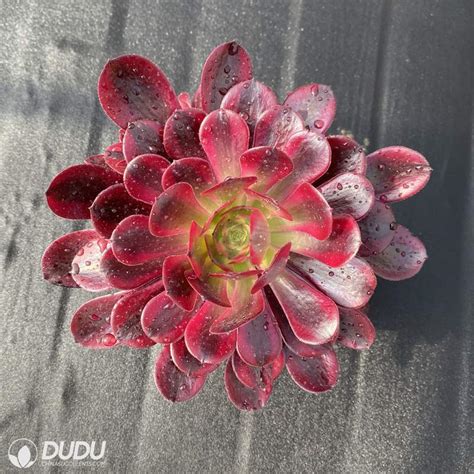 Dudu Caput-Medusae Variegated Aeonium Natural Live Succulents - China Indoor Succulent and ...