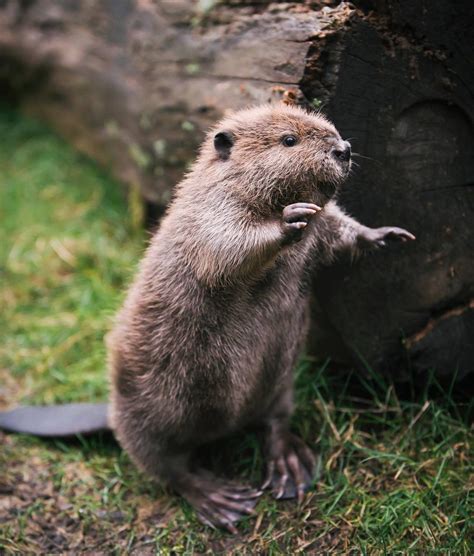 12 more adorable baby beavers that will make your week | Cottage Life