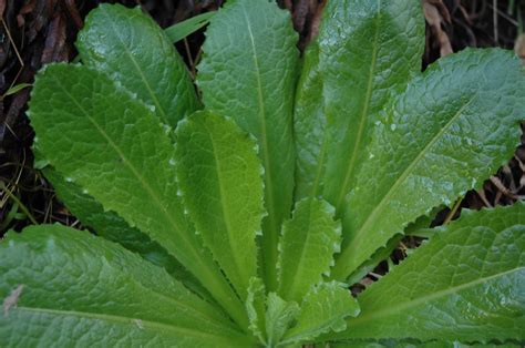 The uses, benefits and identification of wild lettuce | Situational Wellness Concepts