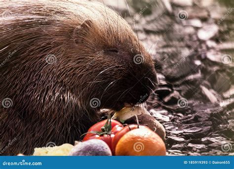 Close-up of a Porcupine Eating Vegetables Stock Image - Image of close, animal: 185919393