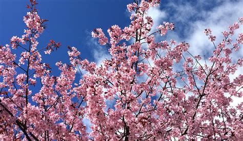 Quiz: How Much Do You Know About Cherry Blossoms on the National Mall ...