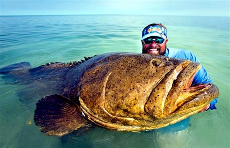 Giant Grouper – "OCEAN TREASURES" Memorial Library