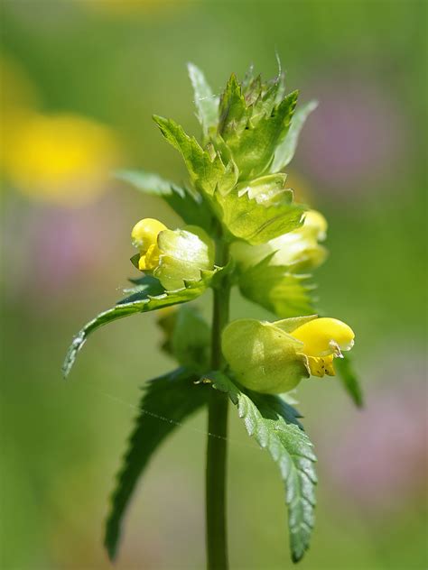 Liden Skjaller - Rhinanthus minor - Bjarne's frø og planter