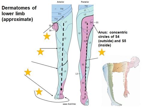 Dermatomes Of Lower Limb Anterior View Diagram Quizlet, 52% OFF