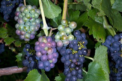 The Ultimate Guide To Pinot Grigio - Pinot Days