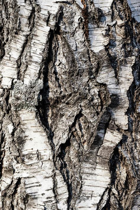 Closeup of the bark of a silver birch Photograph by Stefan Rotter - Fine Art America