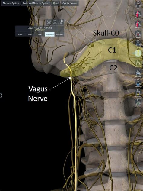 How the Vagus Nerve Can Cause Neck Pain - Regenexx