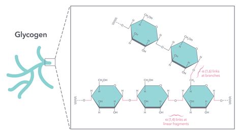 Glycogen Structural Formula