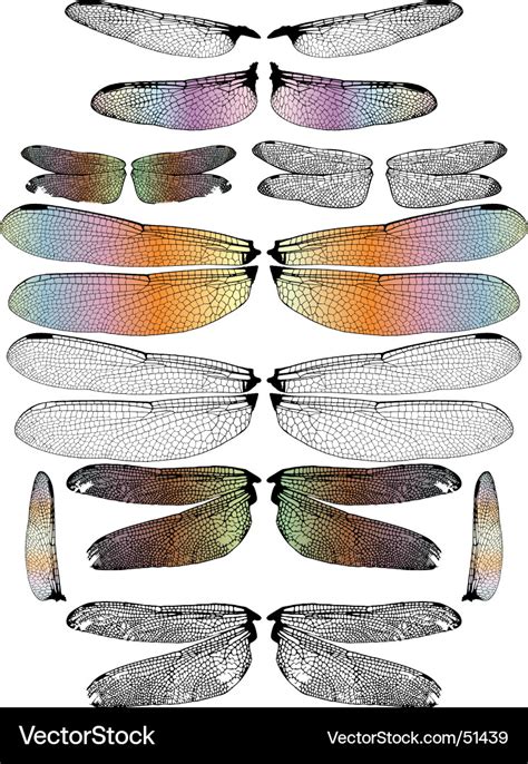 Dragonfly wings Royalty Free Vector Image - VectorStock