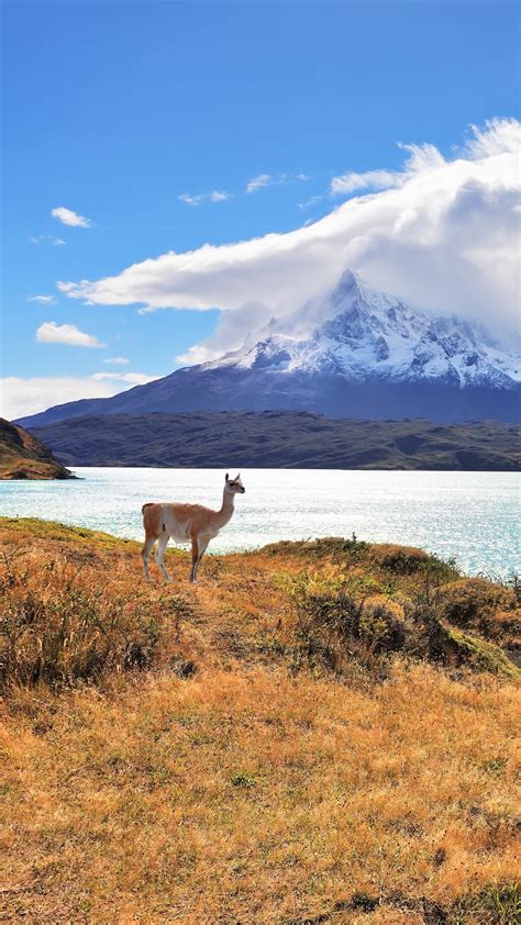 Graceful silhouette guanaco on the lake Pehoe, National Park Torres del ...