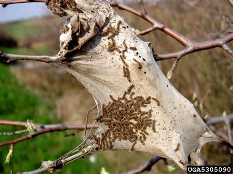 Browntail Moth: Got Pests? : Board of Pesticides Control: Maine DACF