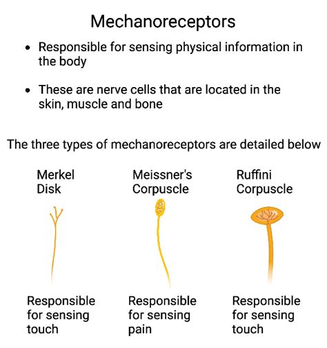 Determining Sensory Receptor Function from Analyzing Models Practice ...