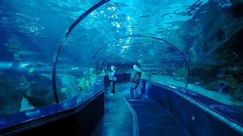 Ripley's Aquarium in Myrtle Beach, South Carolina | Expedia