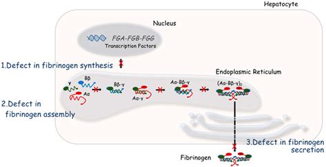 IJMS | Free Full-Text | Clinical Consequences and Molecular Bases of Low Fibrinogen Levels