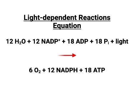 Analyzing the Coordinated Reactions in Light-Dependent Reactions that ...