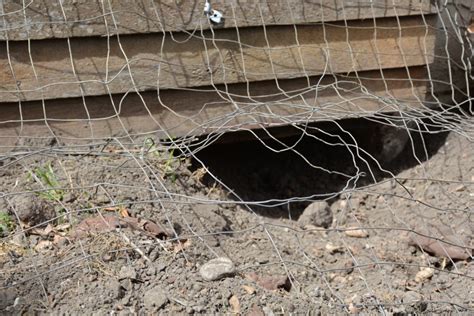 A coyote den means a 'hole' of a problem - St. Albert News