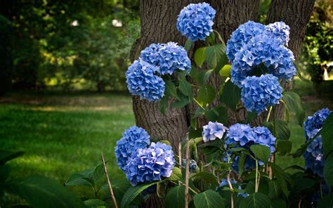 Hydrangea Garden Wallpapers - Wallpaper Cave