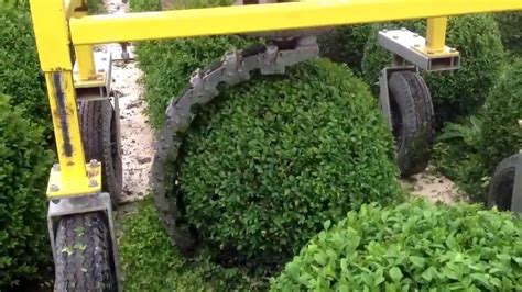 Buxus trimming machine for 65 cm diameter | Doovi