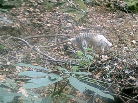 The Hunt for the Australian Tasmanian Tiger: Tasmanian Thylacine