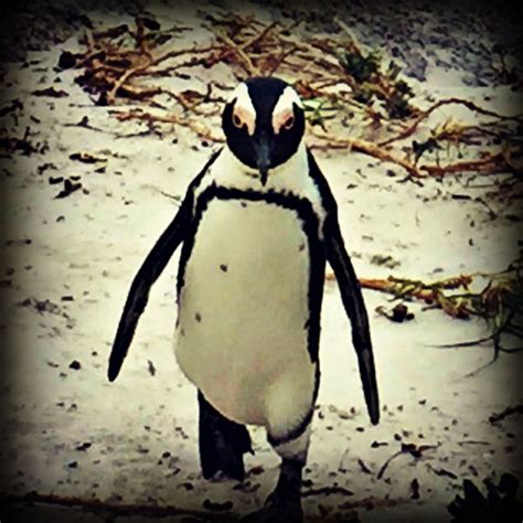 killer penguin - ROAM Family Travel