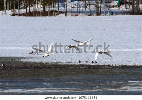 Group Whooper Swan Migration Leaving Rest Stock Photo 1075111631 ...