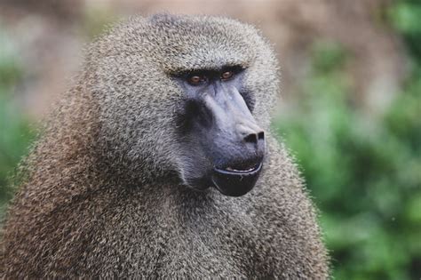 Premium Photo | Guinea baboons in natural environment