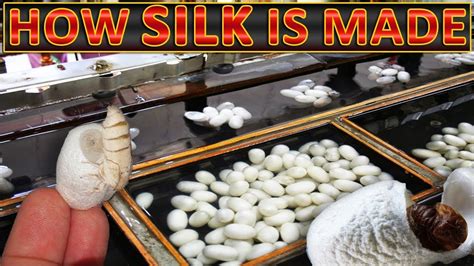 How Silk is Made | Making of Silk thread from silkworm cocoons - YouTube