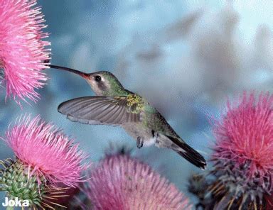 ♥☺♥ BEIJA FLOR ♥☺♥ | Imagenes de colibries, Fondo de pantalla de aves, Colibrí fotos