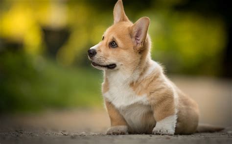 Download wallpapers Welsh Corgi Dog, cute puppy, pets, dogs, Pembroke Welsh Corgi, Welsh Corgi ...