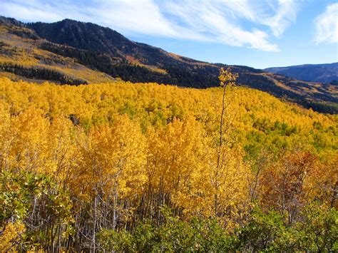 The Pando aspen grove in Utah is all one tree - Business Insider