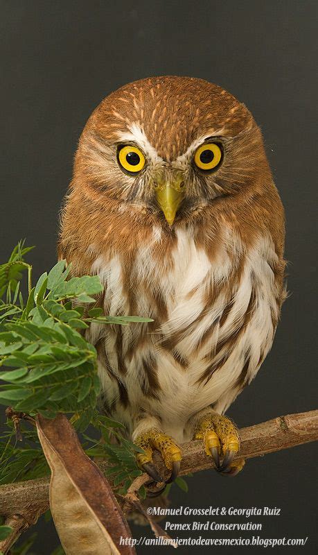 Ferruginous Pygmy Owl ~ © Manuel Grosselet & Georgita Ruiz Owl Photos, Owl Pictures, Owl Bird ...