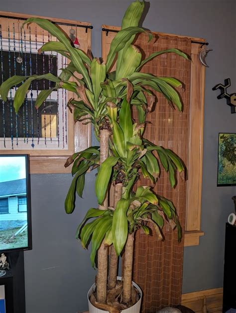 Why are my Corn Plants leaves turning brown? : r/plantclinic