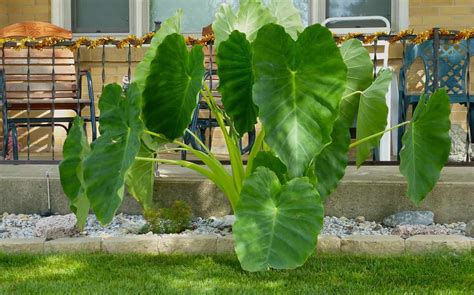 Colocasia "Elephant Ear" Plant Care & Varieties | Plantly