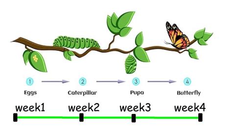 Butterfly Eggs: What They Look Like & How To See Them ...