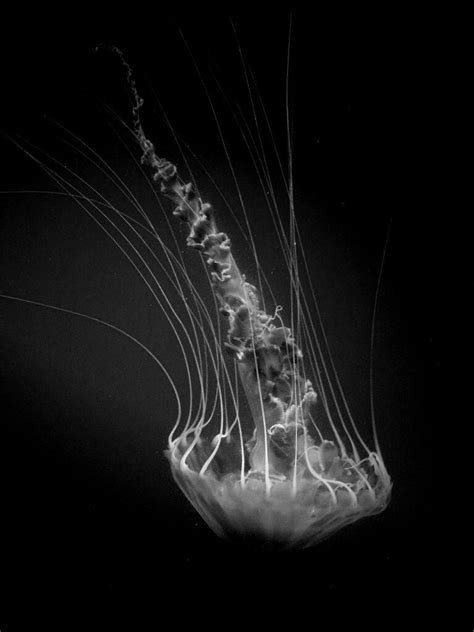 black and white jellyfish photography - Google Search | Tiefseetiere ...